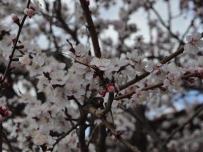 Spring